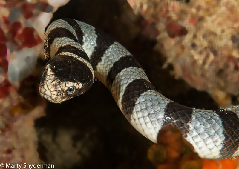 Yellow Lipped Sea Krait By Marty Snyderman Atlantis - 