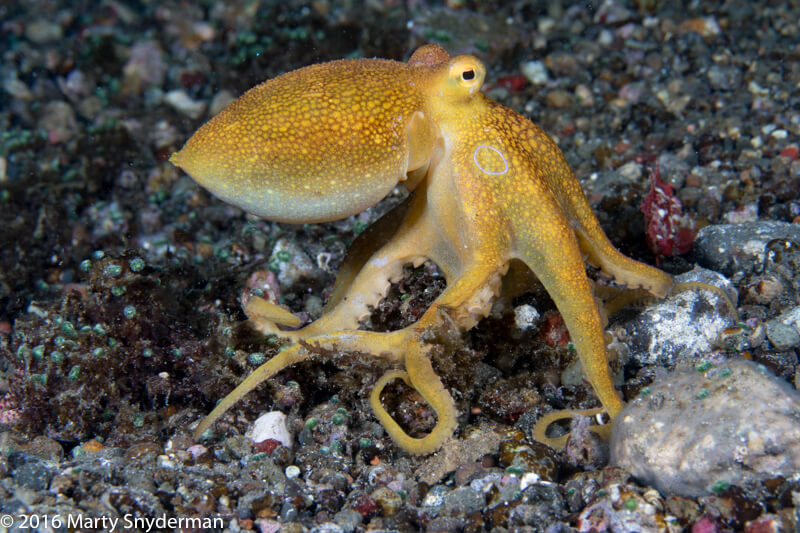 Cephalopods: A Perfect Combination Beauty and Brains by Marty Snyderman ...