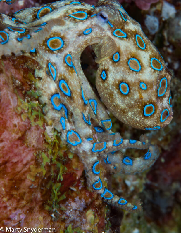 Cephalopods: A Perfect Combination Beauty And Brains By Marty Snyderman ...