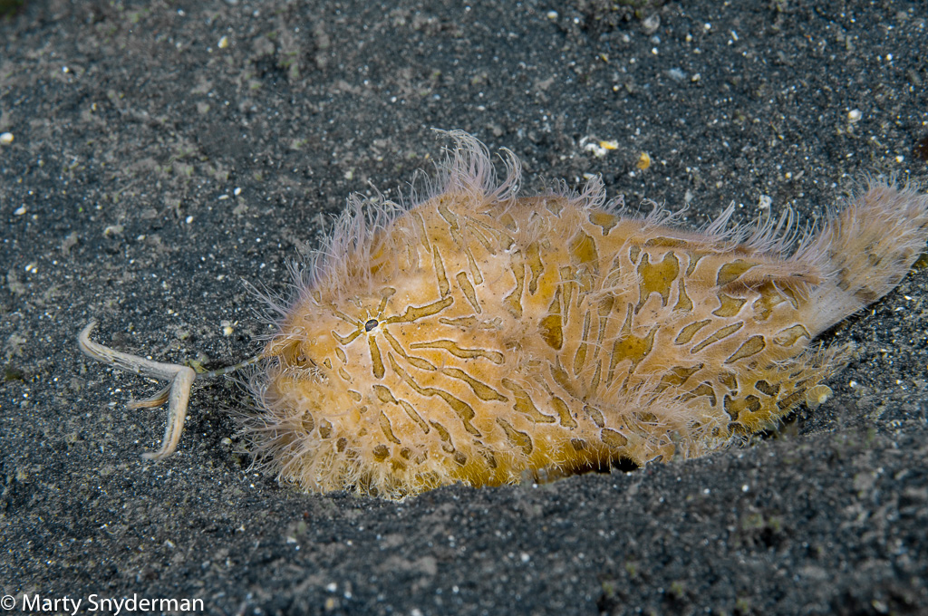 A Hairy Frogfish uses its lure to attract prey on the muck substrate in Dumaguete.