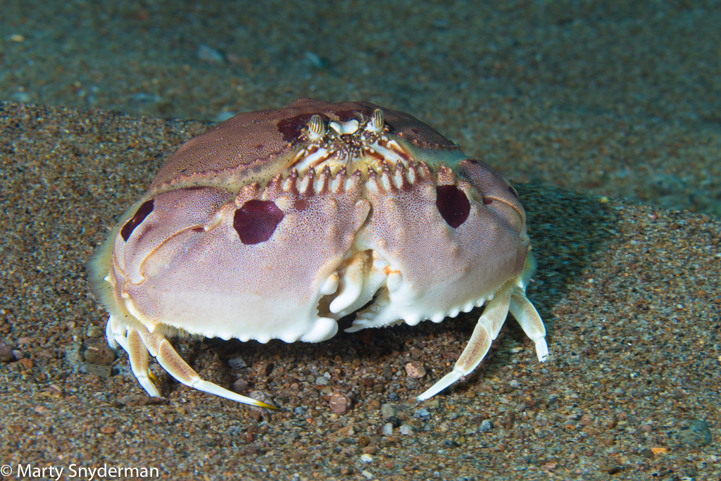 A Box Crab scurries before burying itself in the sand again.