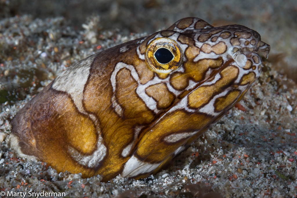 Napoleon Snake Eel in the Sand