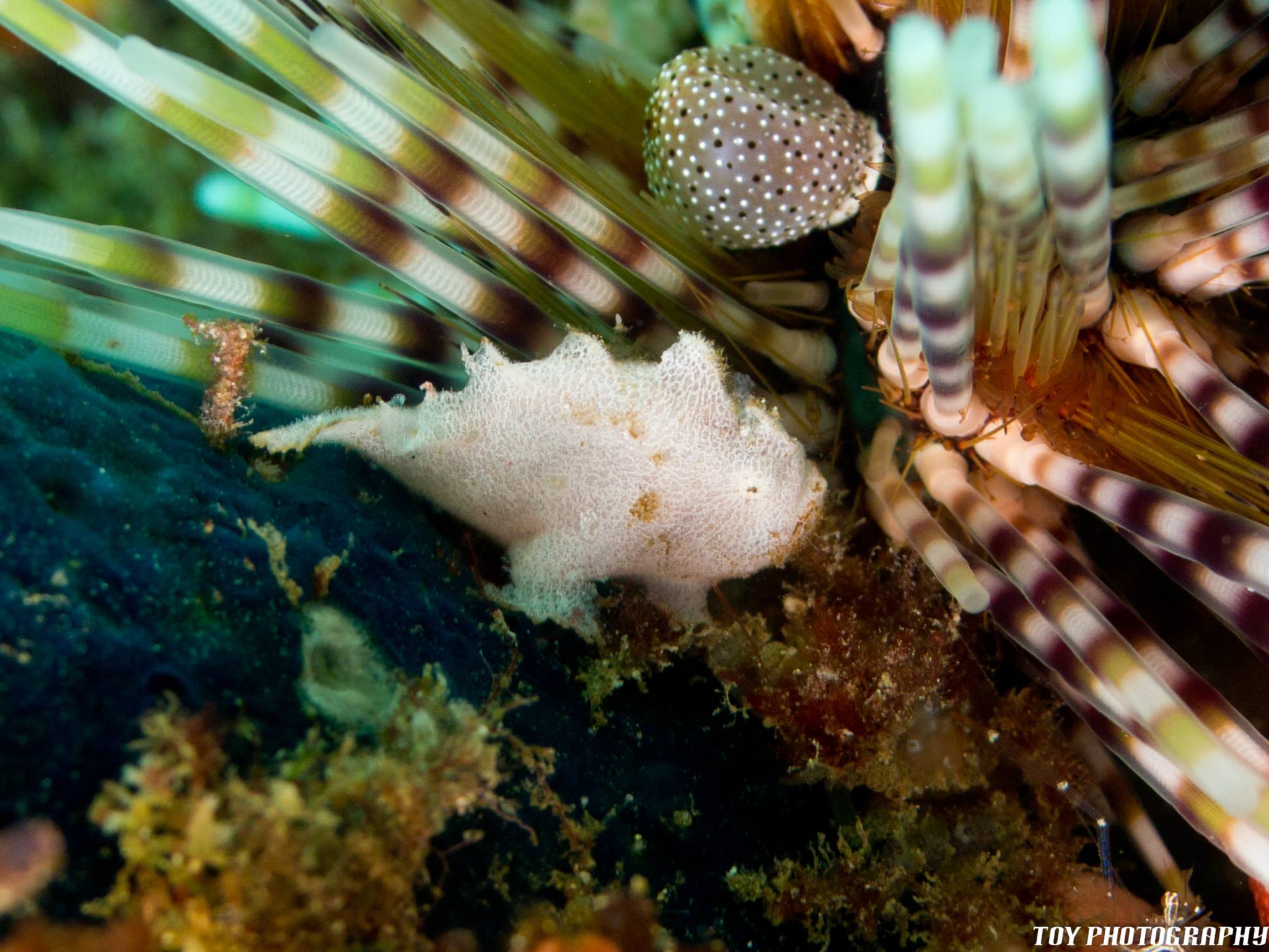 Frogfish at Verde Island