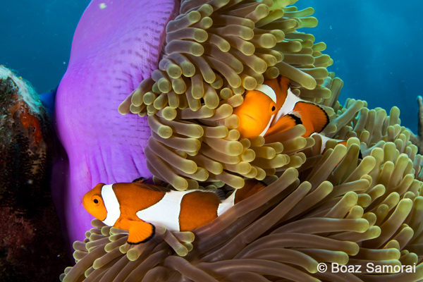 Clownfish in the Philippines