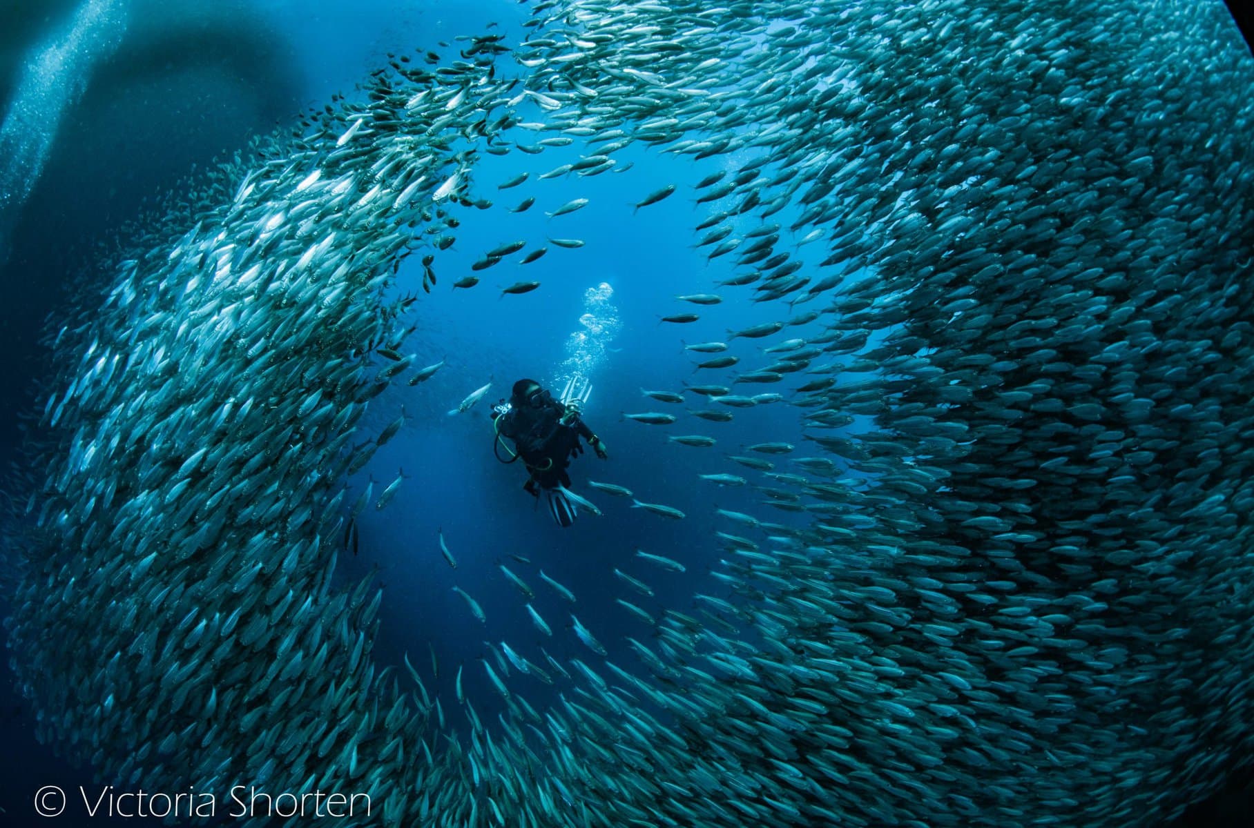 Into the World of the Butanding - Atlantis Dive Resorts and Liveaboard ...