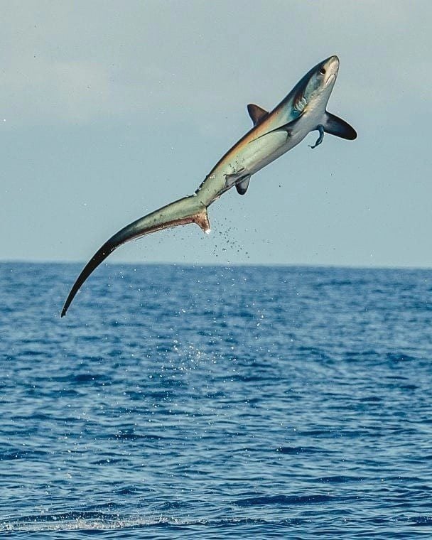 View Topic Thresher Shark View Topic Thresher Shark