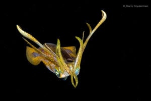 1_bigfin-aka-longfin-reef-squid