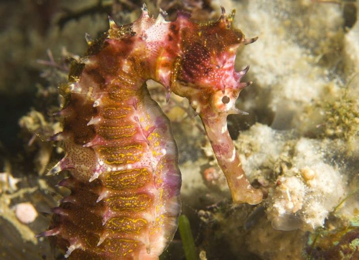 Thorny Seahorse (Hippocampus hystrix), Underwater Sea Life at Mindoro Island near Puerto Gallera, Philippines, S.E. Asia